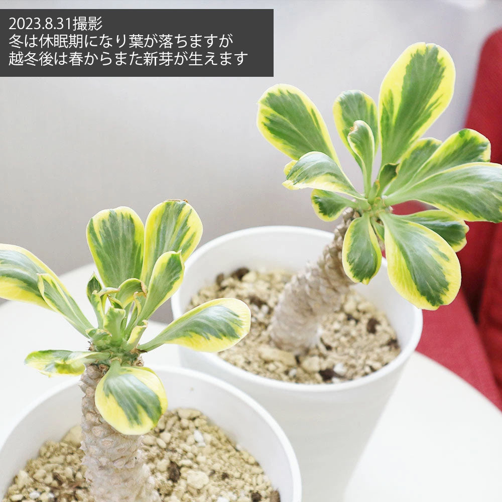 宝石のような観葉植物のお店 【Jewelry Plant】 ユーフォルビア ポイゾニー ５号 選べる樹形 【現品】 白セラアート鉢 受皿付 –  Jewelry Plant online