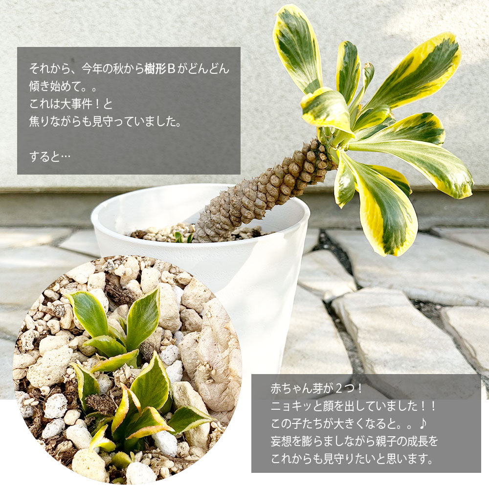 宝石のような観葉植物のお店 【Jewelry Plant】 ユーフォルビア ポイゾニー ５号 選べる樹形 【現品】 白セラアート鉢 受皿付 –  Jewelry Plant online