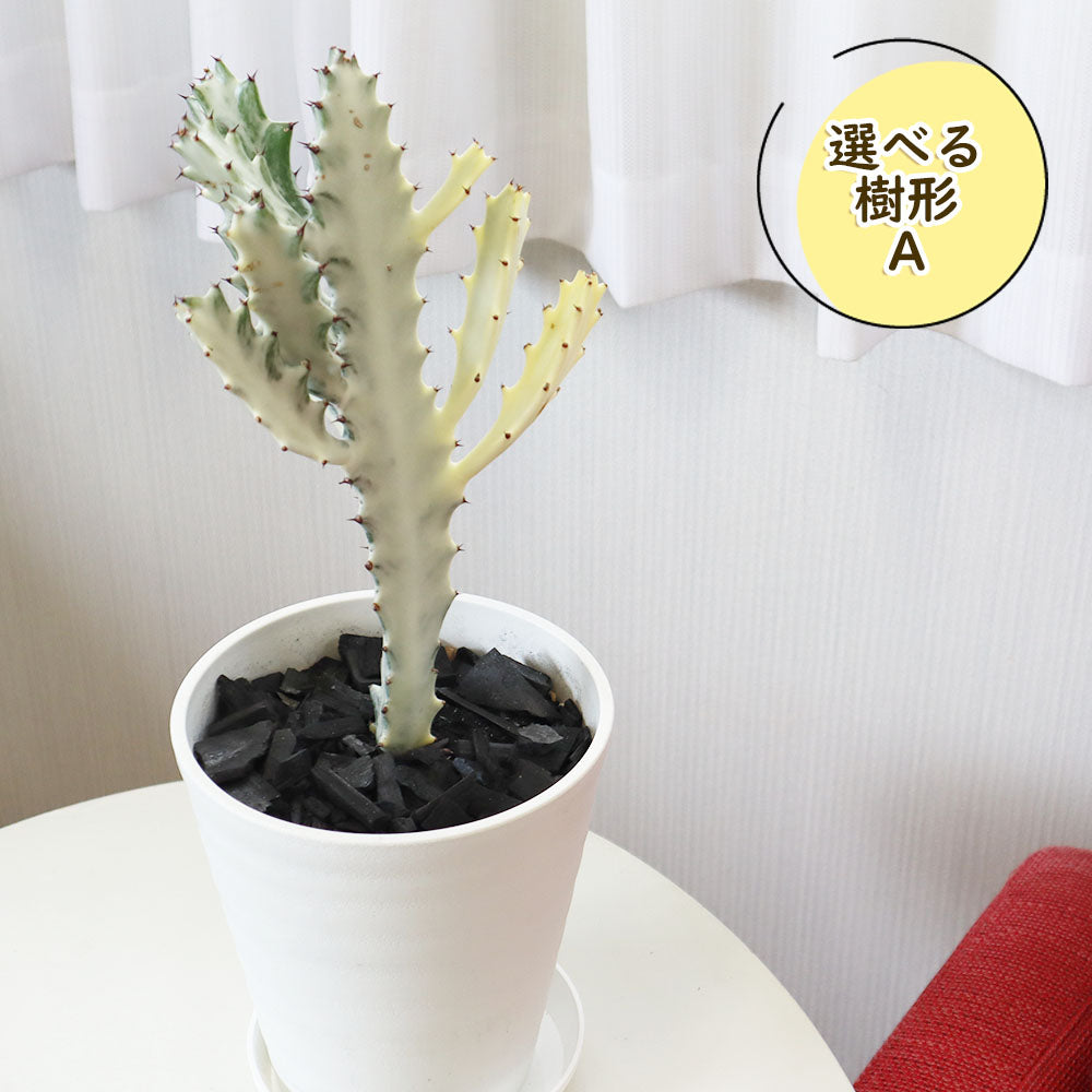 宝石のような観葉植物のお店 【Jewelry Plant】 ユーフォルビア ホワイトゴースト ６号 【選べる樹形】 白セラアート鉢 受皿付 –  Jewelry Plant online