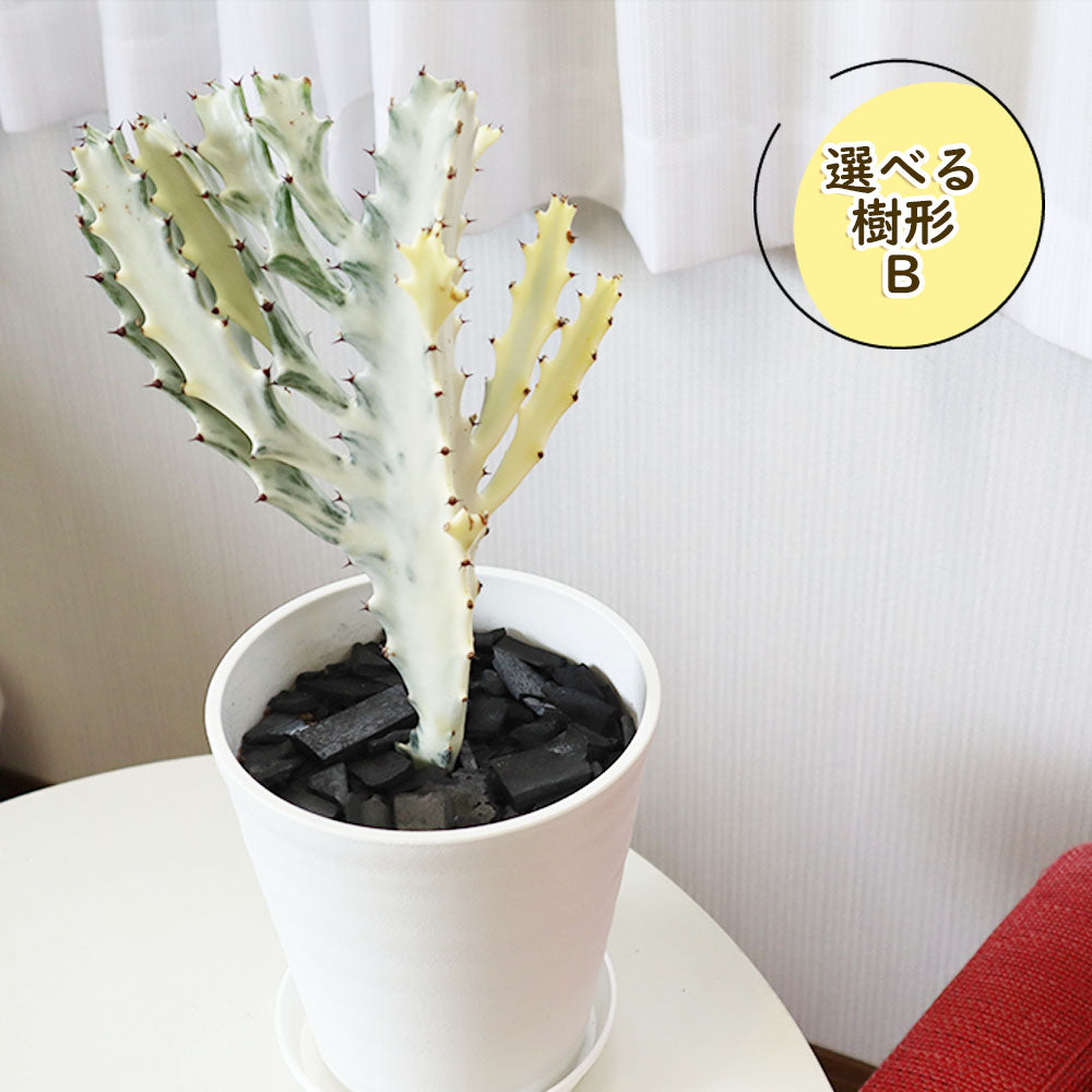 多肉植物 ユーフォルビア ホワイトゴースト - その他多肉植物