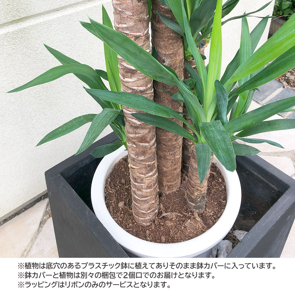 宝石のような観葉植物のお店 【Jewelry Plant】 ユッカ 10号 重厚感のあるアンティーク調の白鉢カバー – Jewelry Plant  online