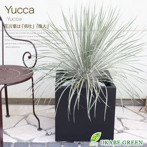 現品】ユッカ・エラータ（Yucca Elata elata）９号鉢 E58番