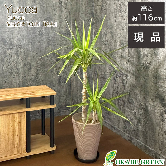 観葉植物 大型 ユッカ 斑入り 8号鉢 【現品】 茶プラスチック鉢 黒受皿付 [黒7]