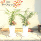 選べる植物 寄せ植え オーガスタ ユッカ テーブルヤシ ドラセナ