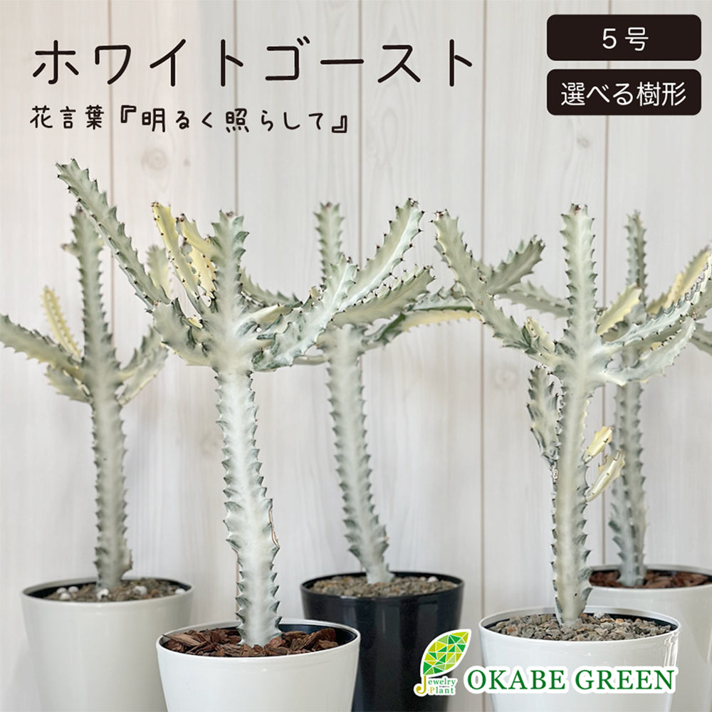 ユーフォルビア ホワイトゴースト 5号 【選べる樹形】 プラスチック鉢 受皿付 [黒4]