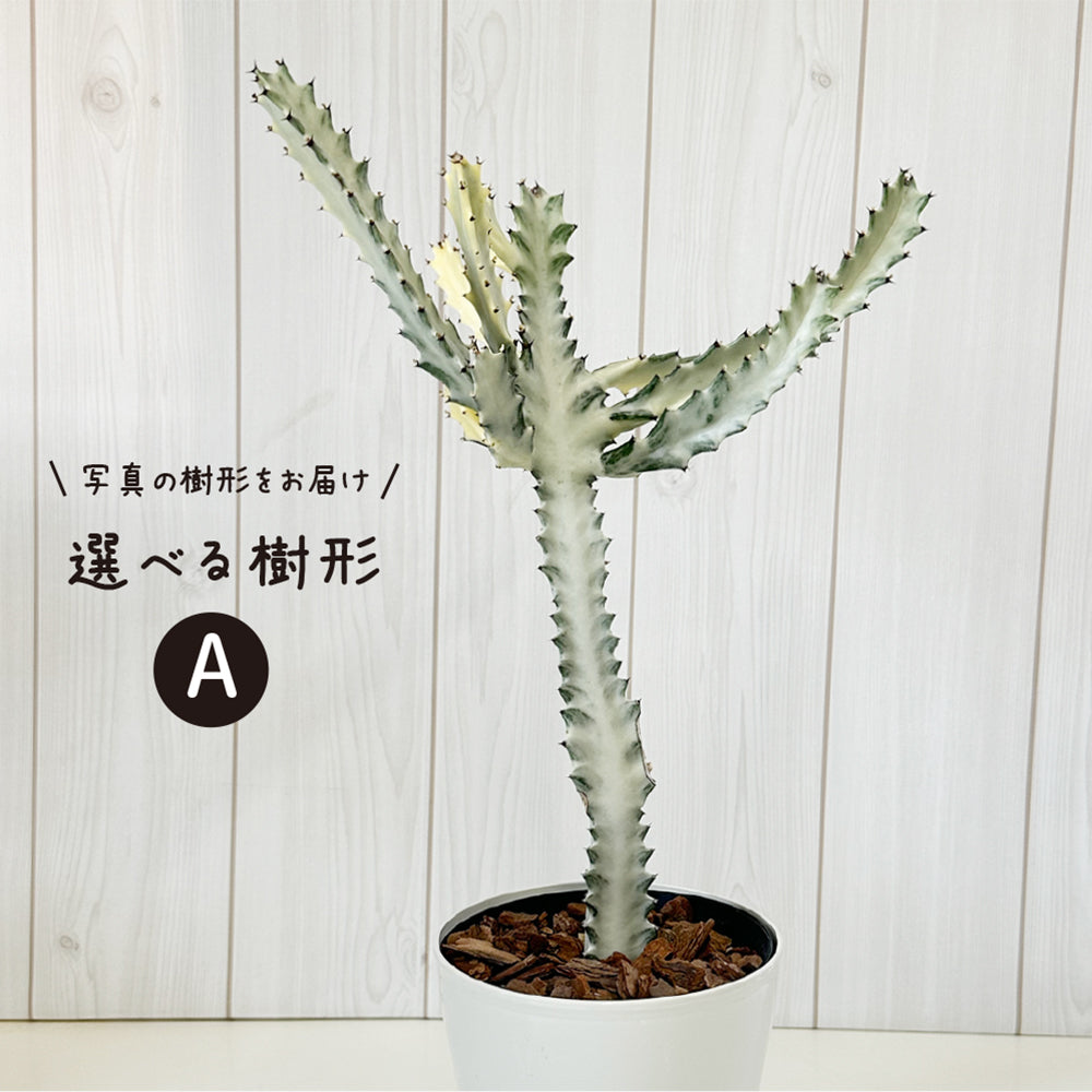 ユーフォルビア ホワイトゴースト 5号 【選べる樹形】 プラスチック鉢 受皿付 [黒4]