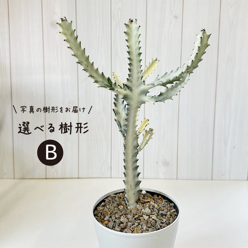 福袋 大丸 宝石のような観葉植物のお店 【Jewelry Plant】 ユーフォルビア その他観葉植物