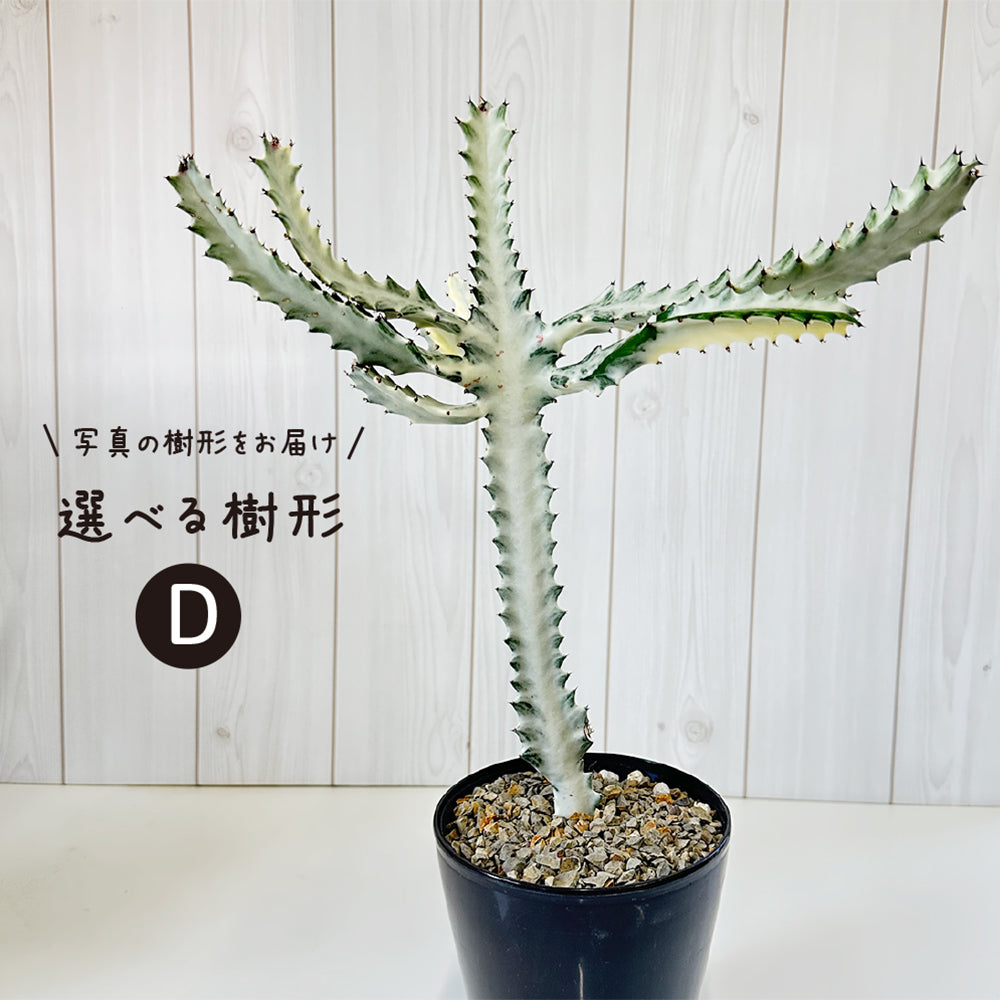 宝石のような観葉植物のお店 【Jewelry Plant】 ユーフォルビア