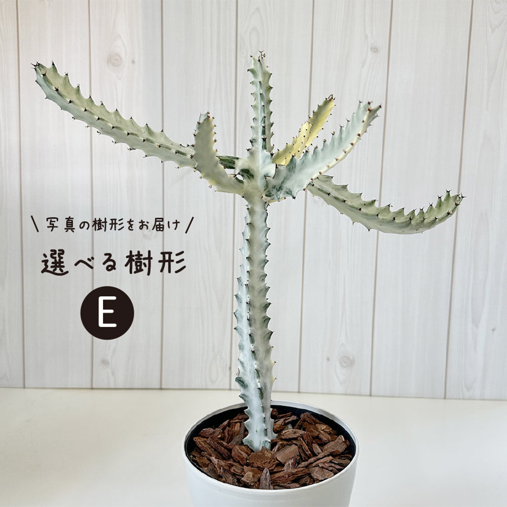 ユーフォルビア ホワイトゴースト 5号 【選べる樹形】 プラスチック鉢 受皿付 [黒4]