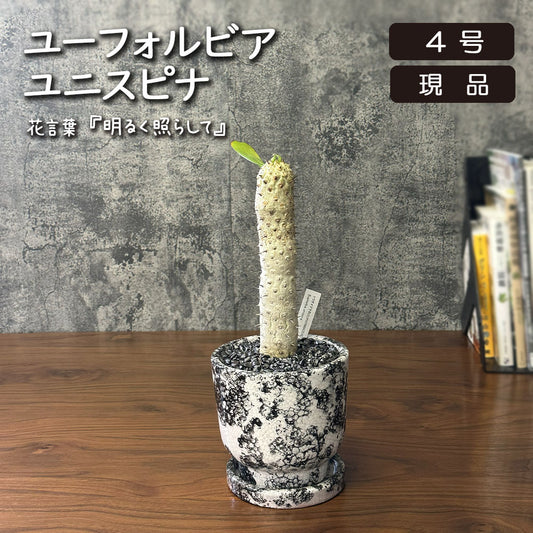 観葉植物 【希少品種】 ユーフォルビア ユニスピナ 【現品】 デザイン陶器鉢 多肉植物  送料無料