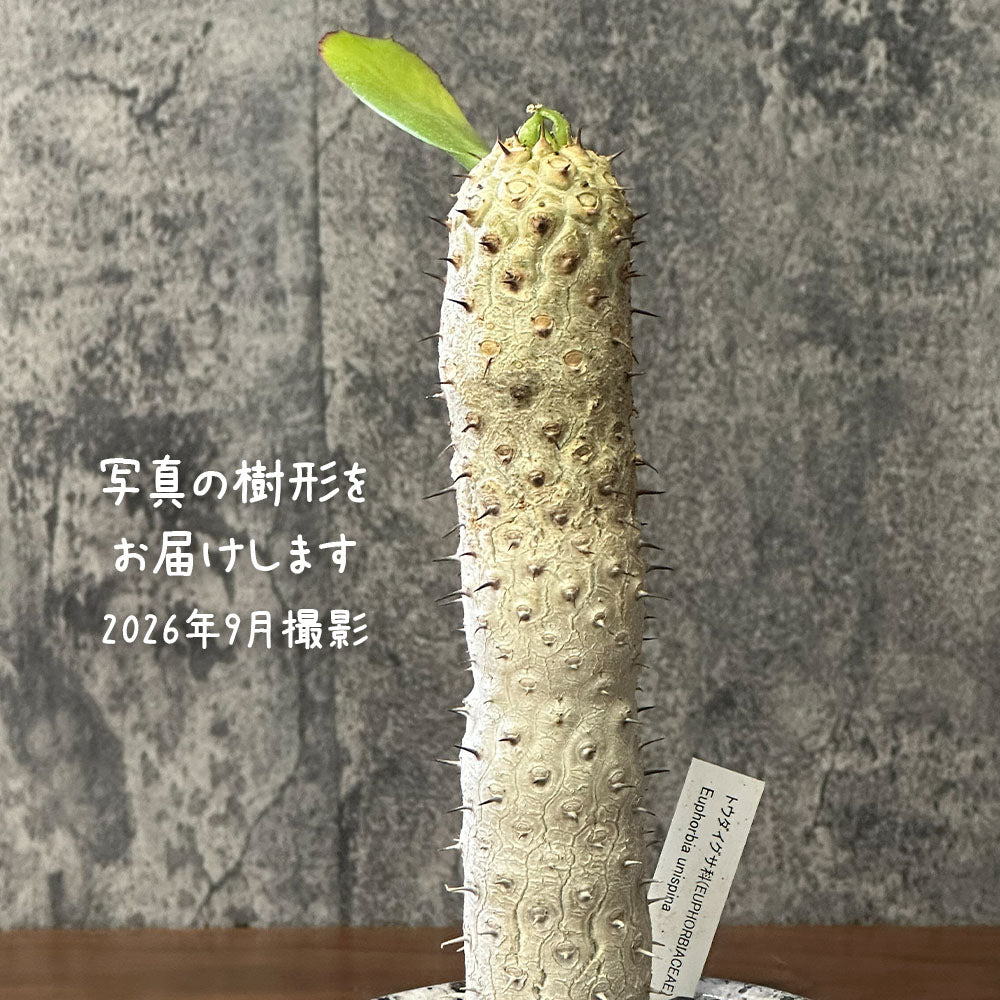 観葉植物 【希少品種】 ユーフォルビア ユニスピナ 【現品】 デザイン