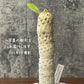 観葉植物 【希少品種】 ユーフォルビア ユニスピナ 【現品】 デザイン陶器鉢 多肉植物  送料無料