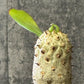 観葉植物 【希少品種】 ユーフォルビア ユニスピナ 【現品】 デザイン陶器鉢 多肉植物  送料無料