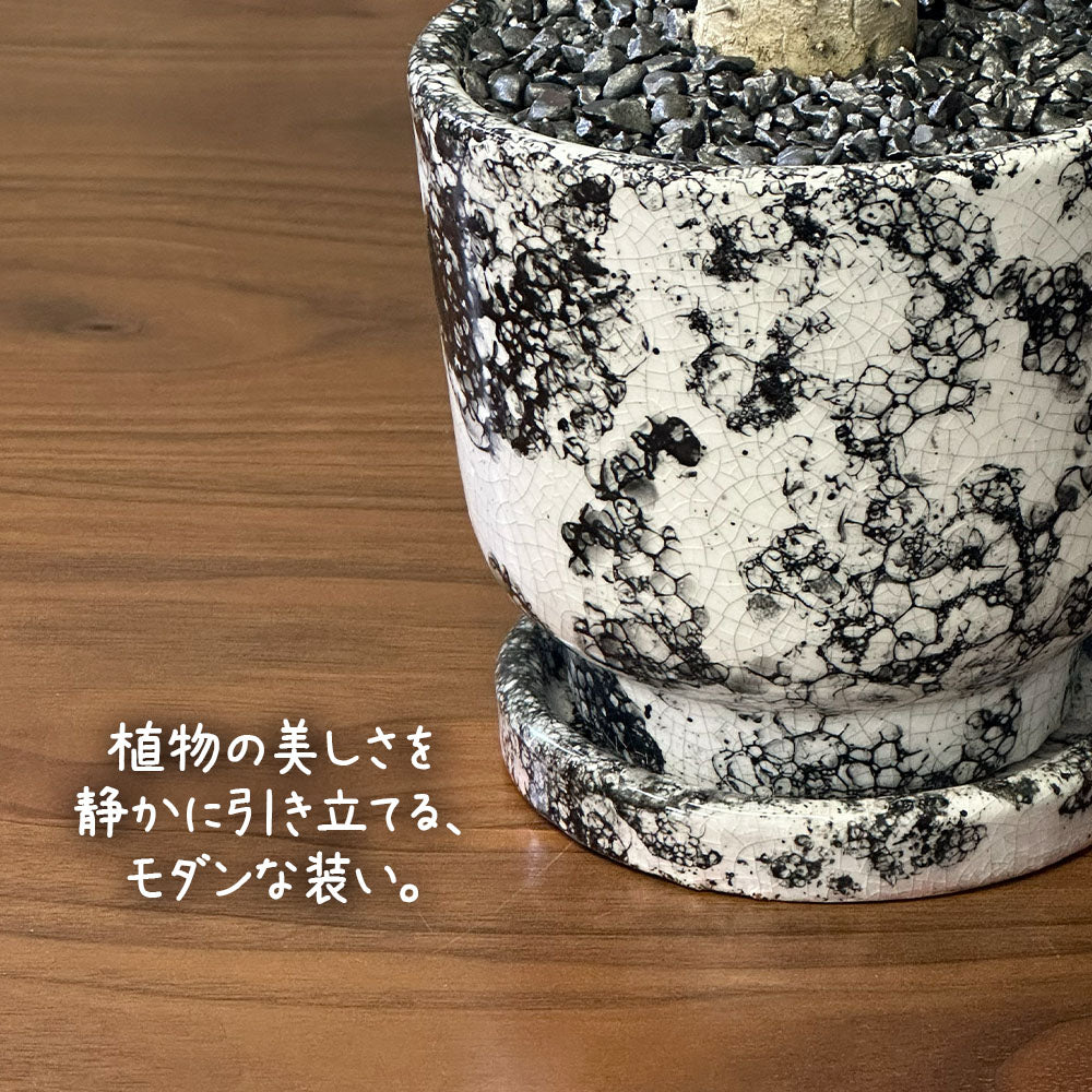 観葉植物 【希少品種】 ユーフォルビア ユニスピナ 【現品】 デザイン