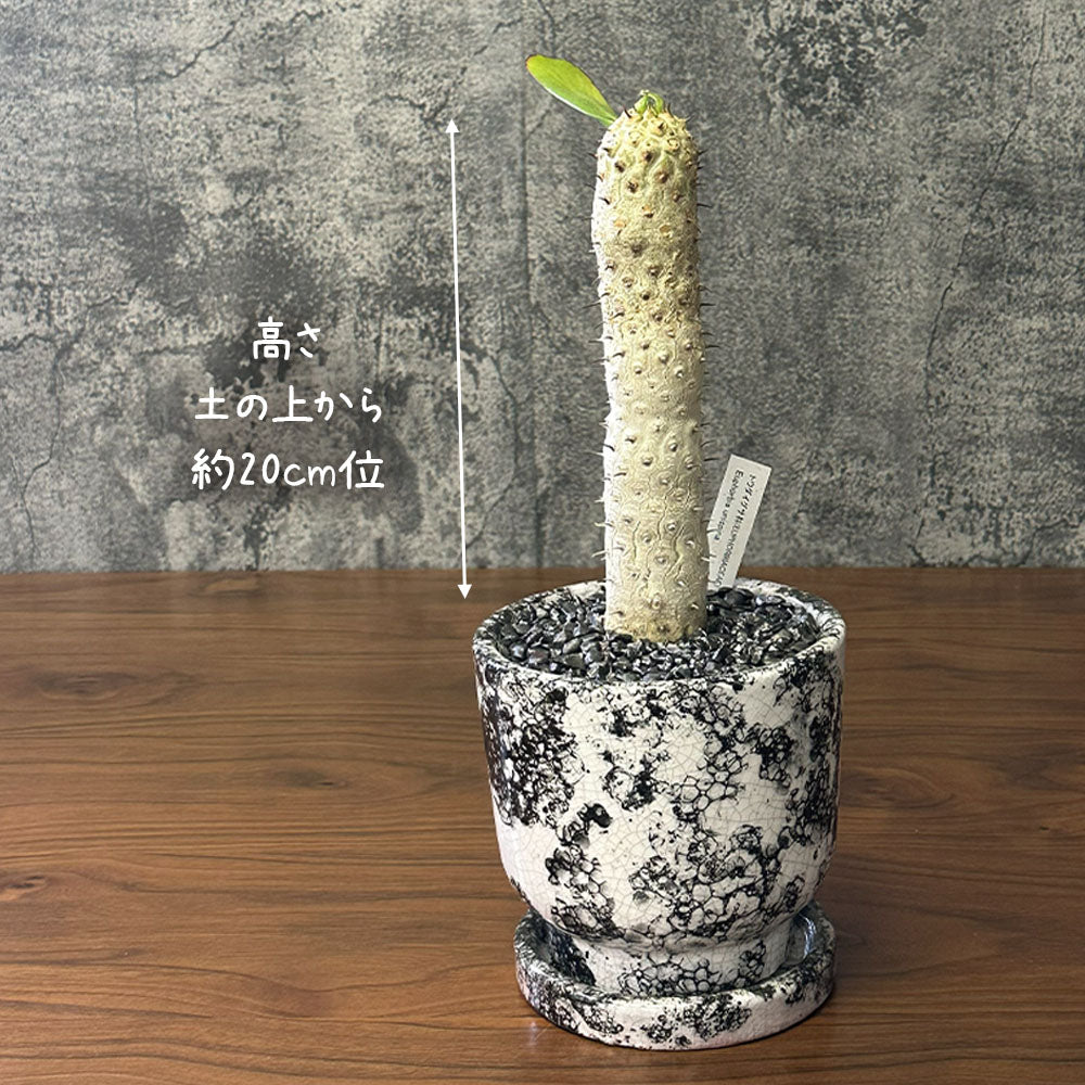 観葉植物 【希少品種】 ユーフォルビア ユニスピナ 【現品】 デザイン陶器鉢 多肉植物  送料無料