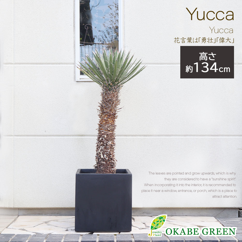 78 ユッカフィリフェラ 2ヘッド＋1（Yucca 感慨深い Filifera）発根済